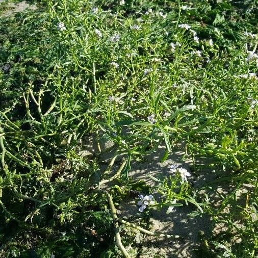 Cakile maritima Habit