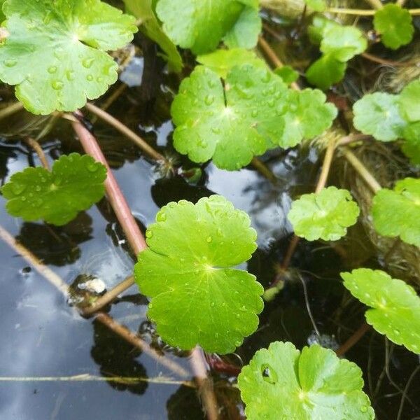 Hydrocotyle ranunculoides Лист