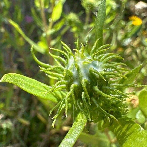 Grindelia integrifolia Flower