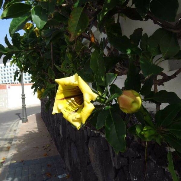 Solandra grandiflora Fiore