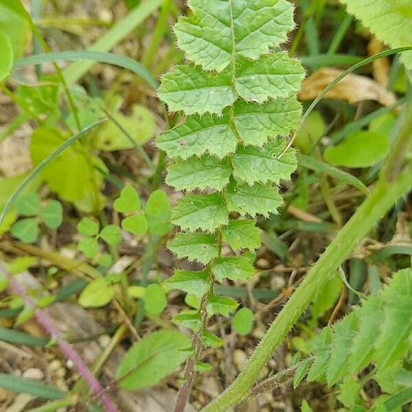 Brassica tournefortii पत्ता