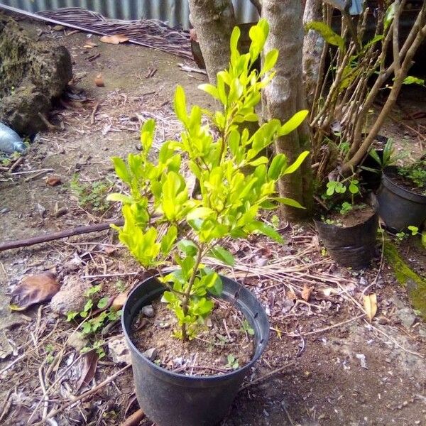 Erythroxylum coca Feuille