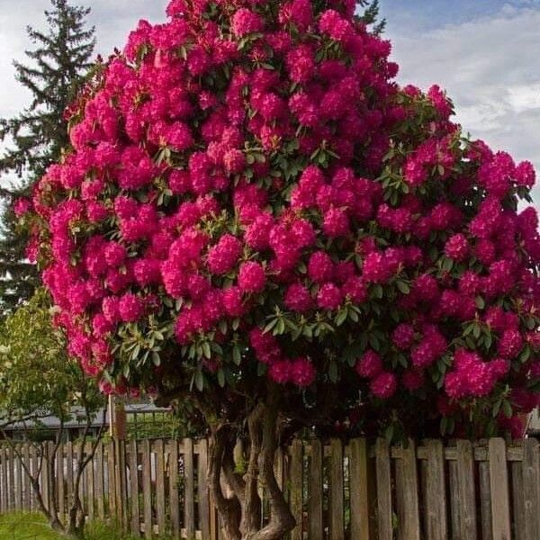 Rhododendron catawbiense (Catawba rhododendron)