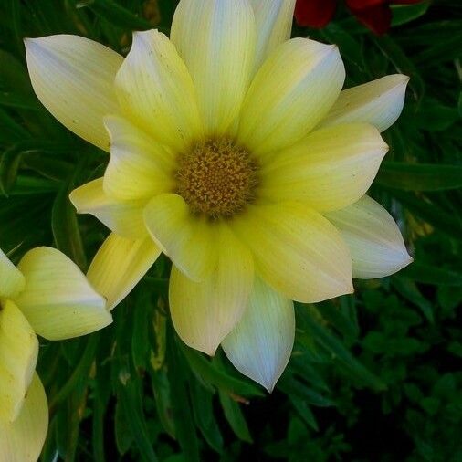 Gazania rigens 花