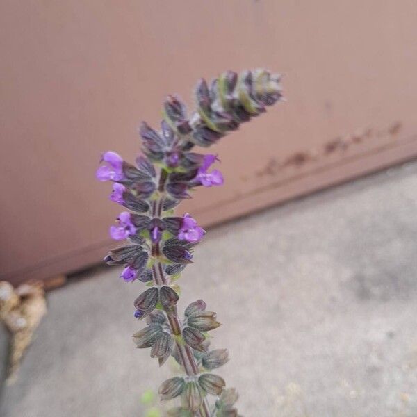 Salvia verbenaca Flower