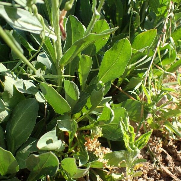 Erigeron glabellus عادت داشتن