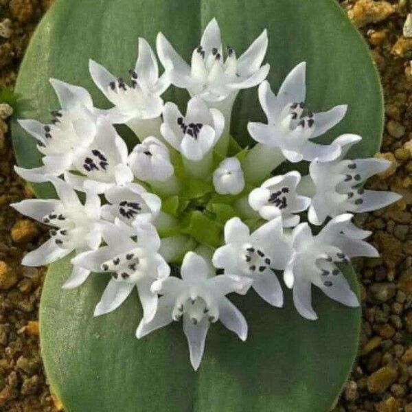 Lagascea mollis Flower