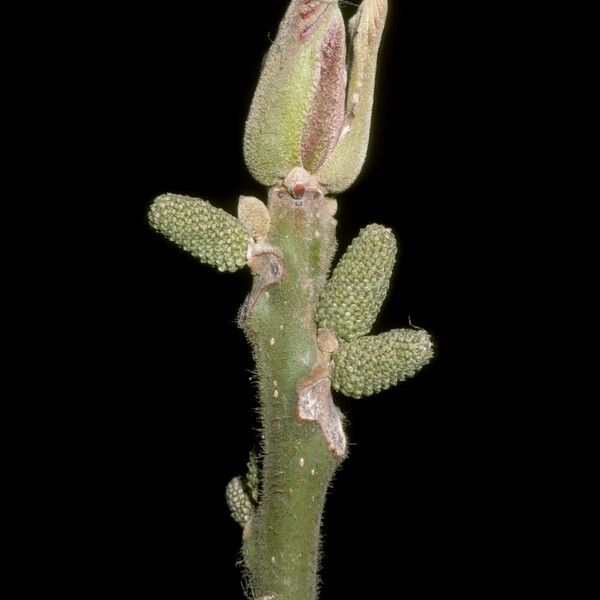 Juglans mandshurica Flower