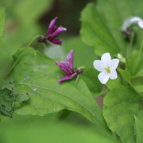 Viola canadensis 花