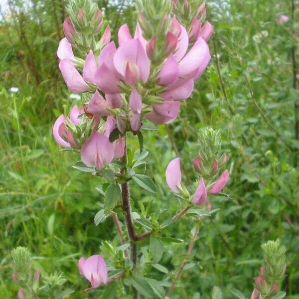 Ononis arvensis Blomma