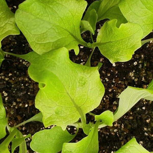 Lactuca sativa Lehti