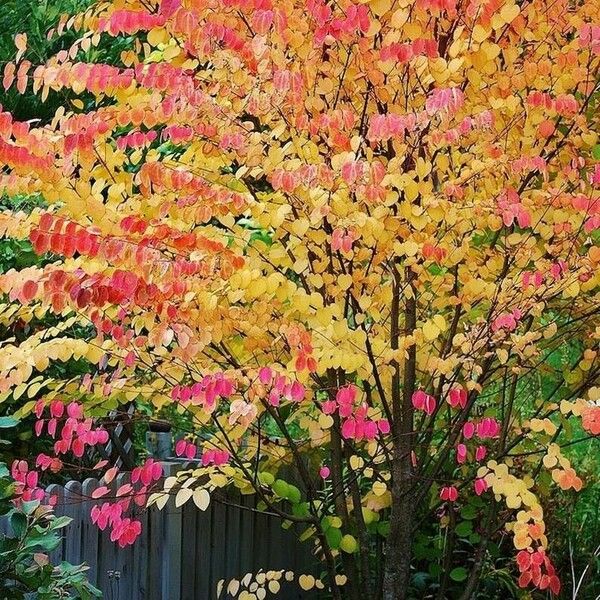 Cercidiphyllum japonicum Hoja