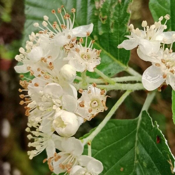 Aria edulis Flor