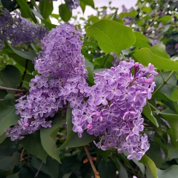 Syringa vulgaris फूल