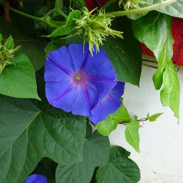 Ipomoea purpurea Cvet