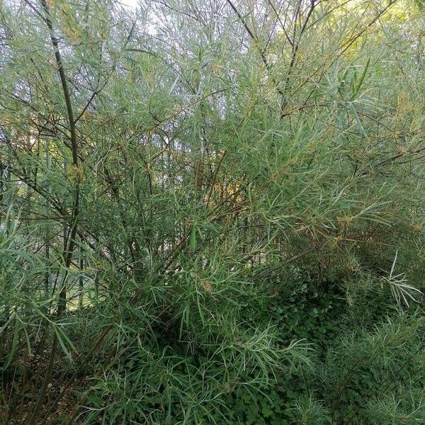 Salix eleagnos Habit