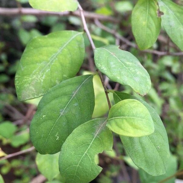 Flueggea virosa Leaf