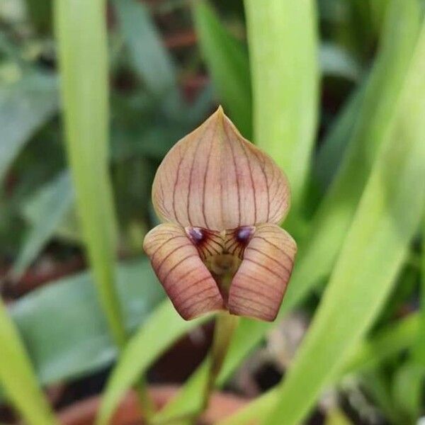 Maxillaria egertoniana Cvet