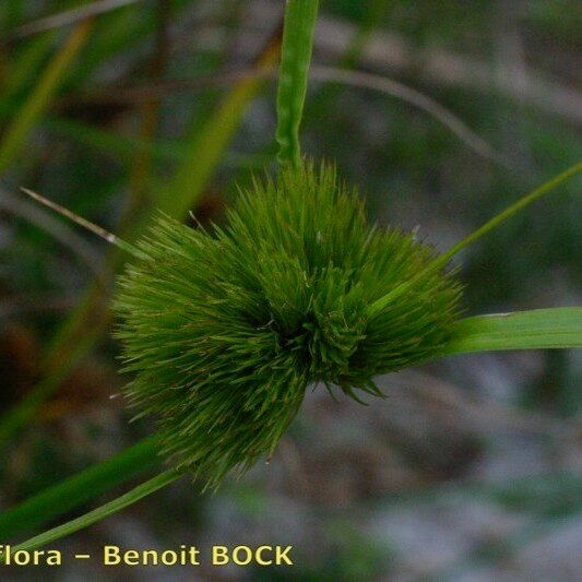 Carex bohemica Fruit