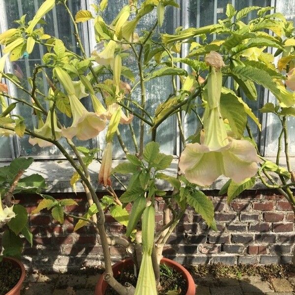 Brugmansia suaveolens (Angel's tears)