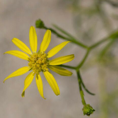 Gutierrezia sphaerocephala Кветка