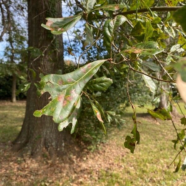 Quercus nigra Blad