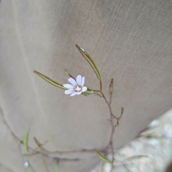 Epilobium brachycarpum Flower