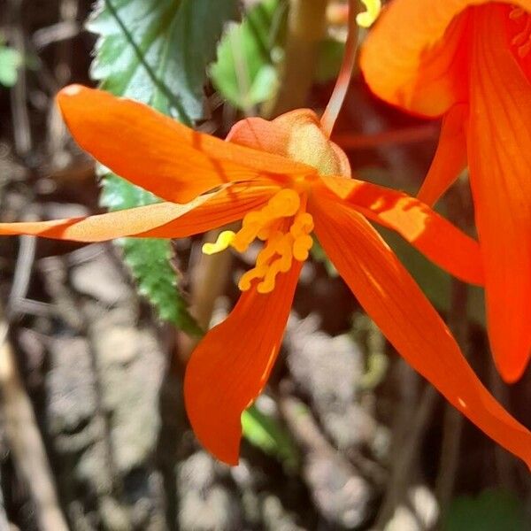 Begonia boliviensis Květ