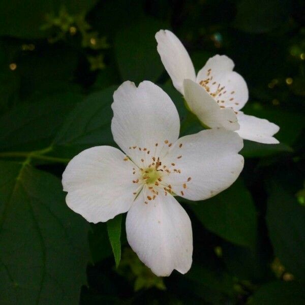 Philadelphus coronarius ফুল