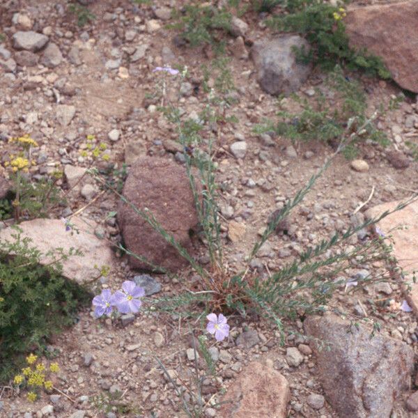 Linum lewisii Habit