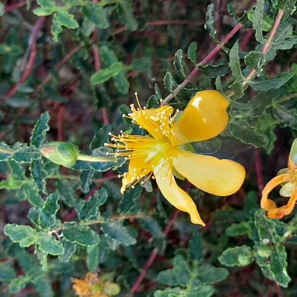 Hypericum balearicum Blüte