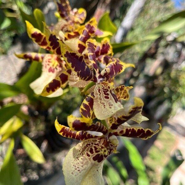 Brassia arachnoidea Flower