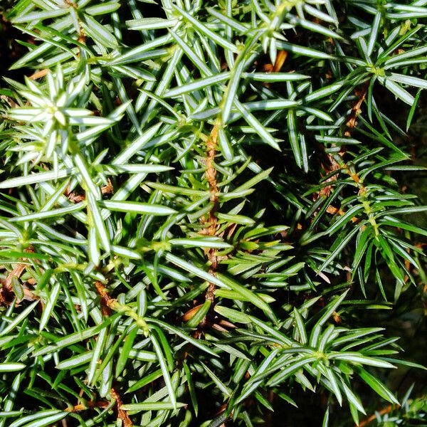 Juniperus rigida Fulla