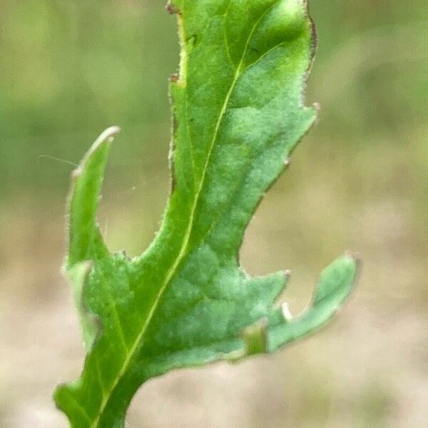 Jacobaea erucifolia 葉