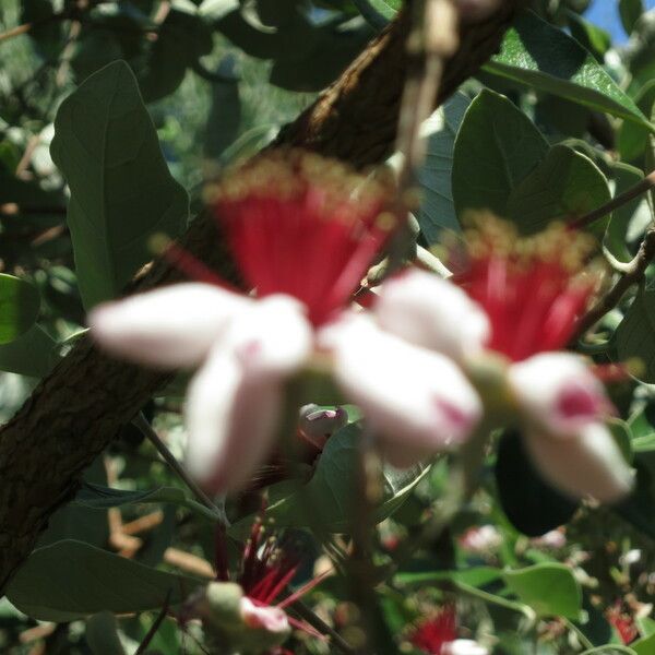 Acca sellowiana Flower