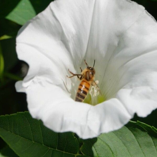 Calystegia sepium Beste bat