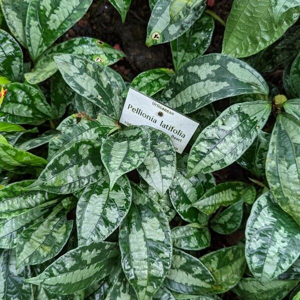 Elatostema latifolium Leaf
