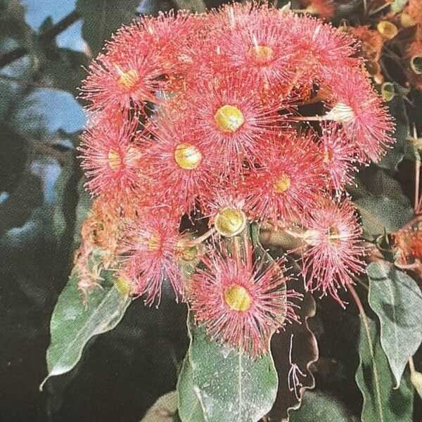 Corymbia ficifolia 花