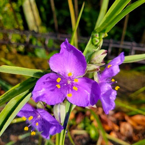 Tradescantia occidentalis Flower