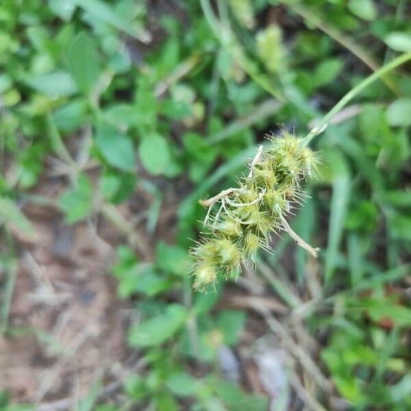 Cenchrus echinatus Blüte