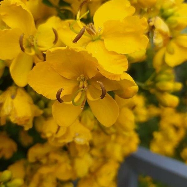 Senna occidentalis Cvet