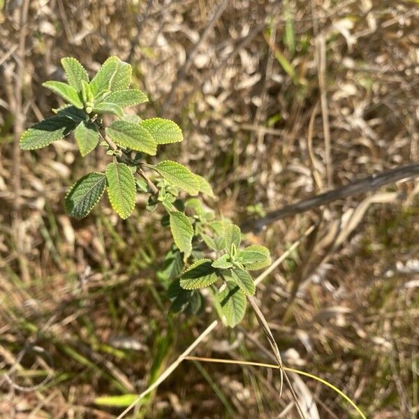 Lippia origanoides Blad