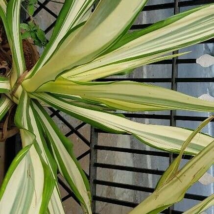 Furcraea foetida Leaf