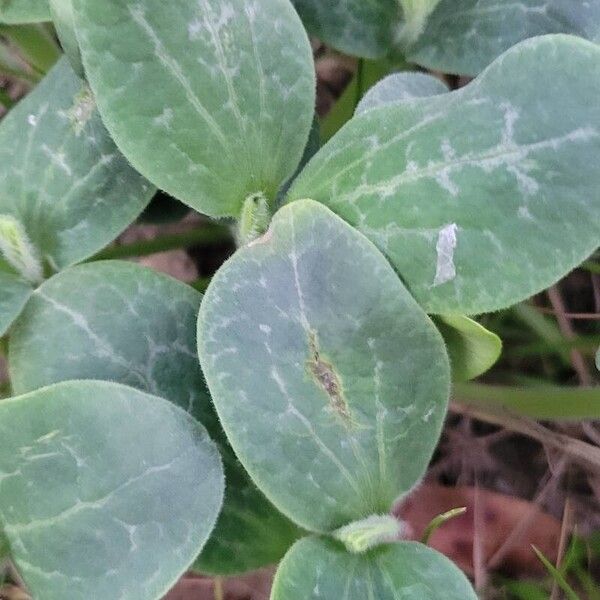 Cucurbita maxima Blad