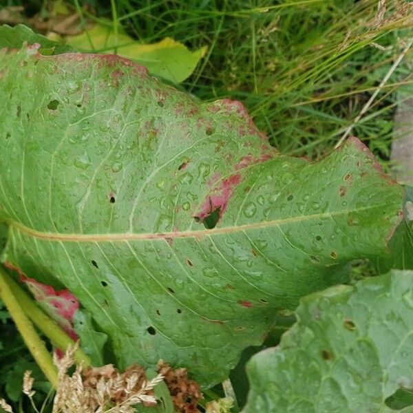 Rumex aquaticus List