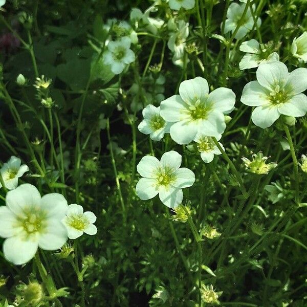 Saxifraga rosacea Квітка