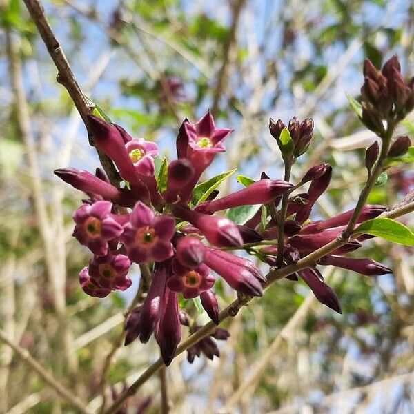 Cestrum elegans Flower