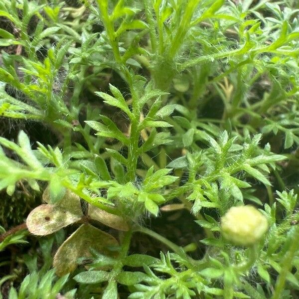 Cotula australis Leaf