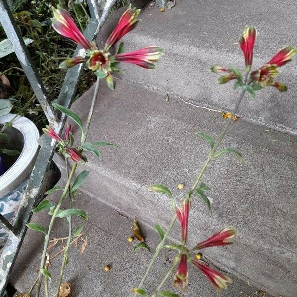 Alstroemeria psittacina Flower