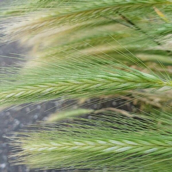 Hordeum murinum Fruit